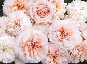 GRUSS AN AACHEN (floribunda)